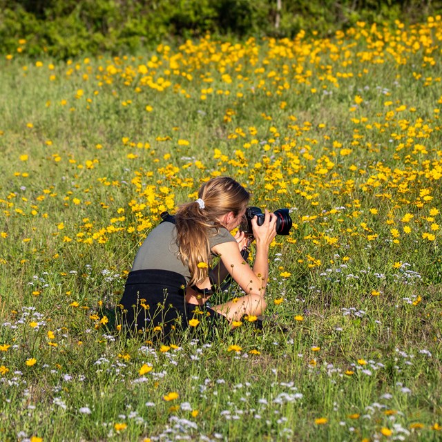 Person in yellow flowers holding a camera. NPS/Doggrell