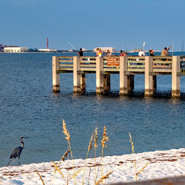 A heron walks on the beach in the foreground and people fish from a pier in the background.