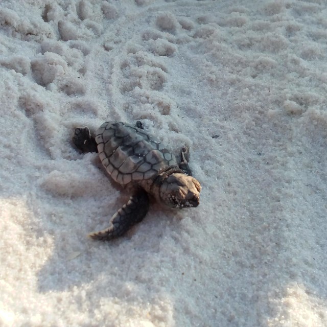 A sea turtle crawls out of its nest buried in white sand. Link to annual pass.