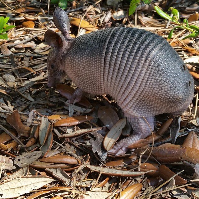 A juvenile armadillo walks through low lying vegetation.