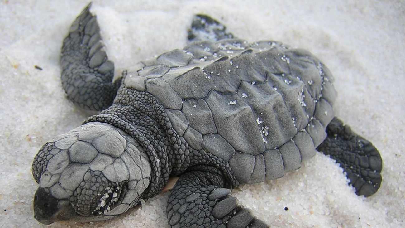 Baby Loggerhead sea turtle