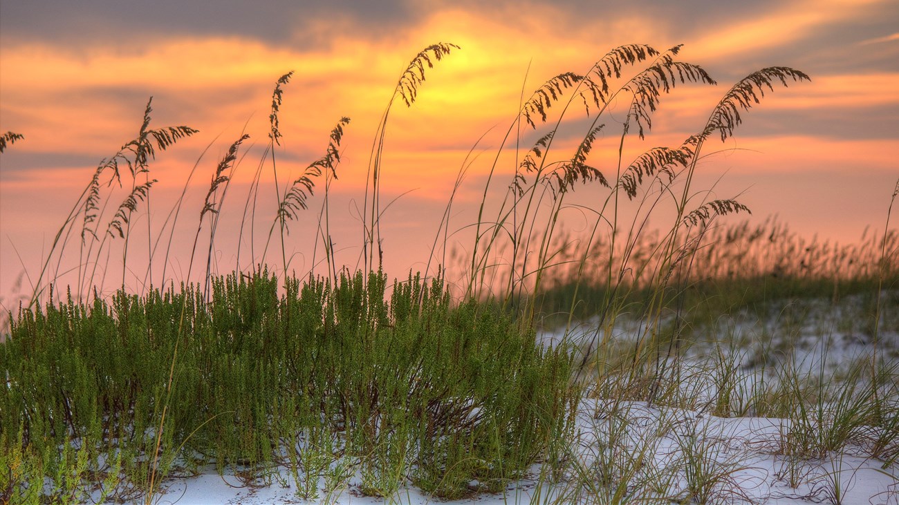 Sea oats on a sand dune at sunset.