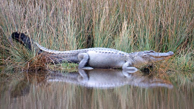 American alligator at Davis Bayou, Gulf Islands National Seashore