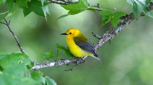 Prothonotary warbler in a sweetgum tree