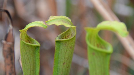 Pitcher plant bog in Big Thicket National Preserve