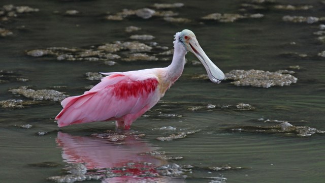 Roseate Spoonbill at Jean Lafitte National Historical Park and Preserve
