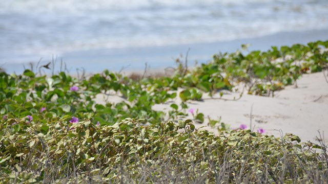 Croton punctatus, hummingbird and shoreline at Padre Island NS