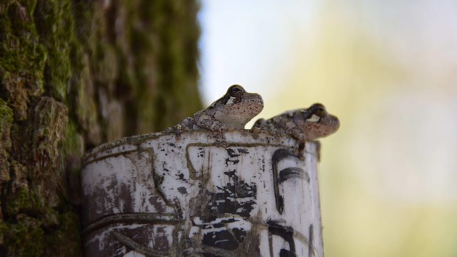 Bird-voiced treefrogs in monitored PVC pipes at Jean Lafitte NHP&P