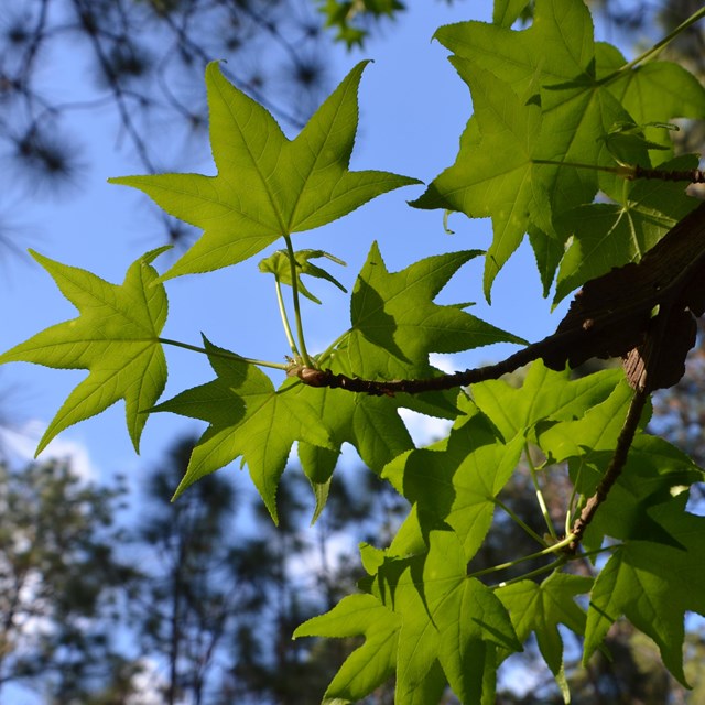 Sweetgum tree in Big Thicket National Preserve