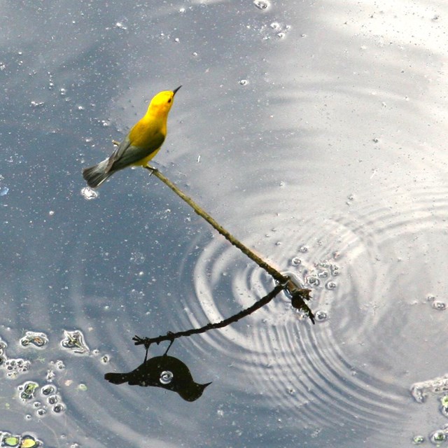Prothonotary Warbler