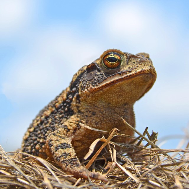 Gulf coast toad