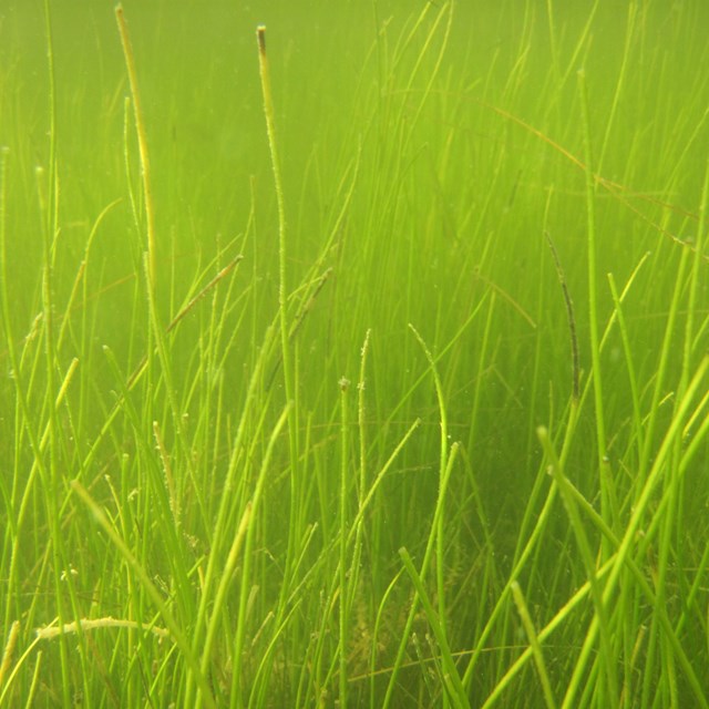 Syringodium at Padre Island National Seashore. 