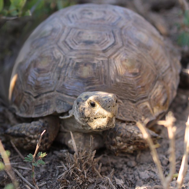 Texas tortoise at Palo Alto Battlefield National Historical Park.