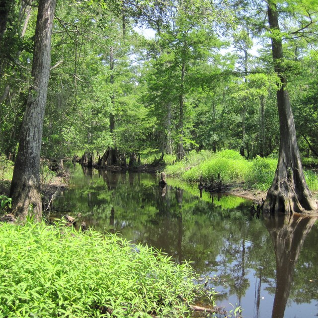 Big Thicket National Preserve