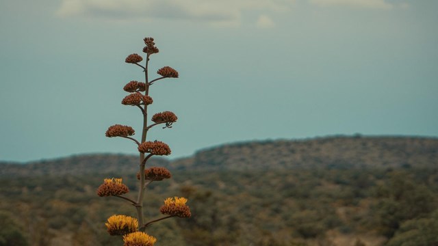 The tall bloom stalk of an agave rises over the desert mountain landscape