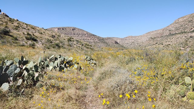 A narrow trail leads into a desert canyon trail with wildflowers and cactus. 
