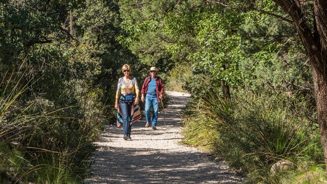 A couple hikes on a wide trail in the trees. 