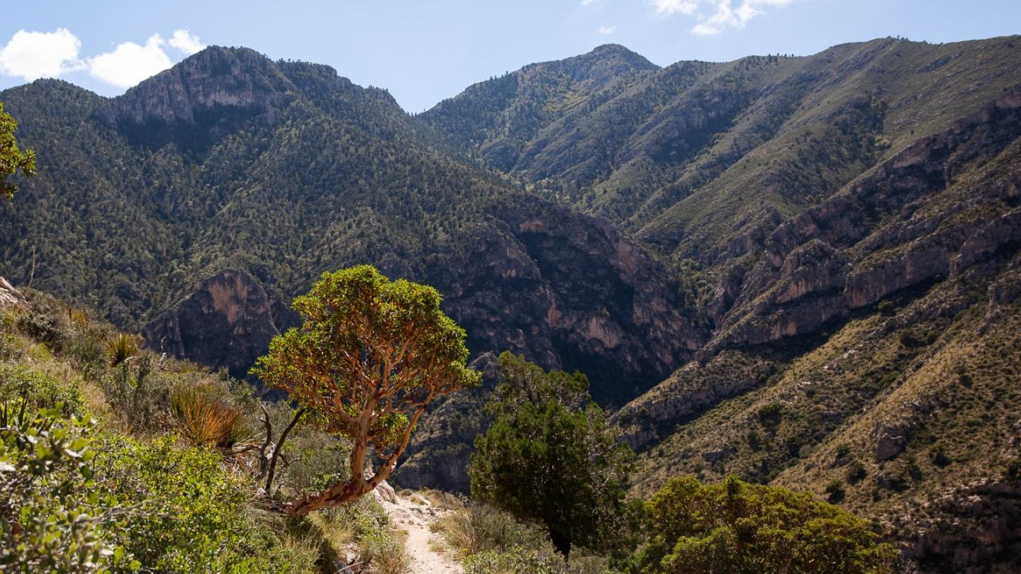 A madrone stands next to a trail in a desert mountain environment.