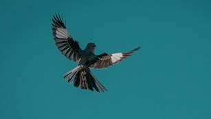 A bird in flight against a bright blue sky