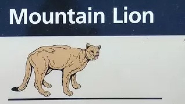 Drawing of a mountain lion