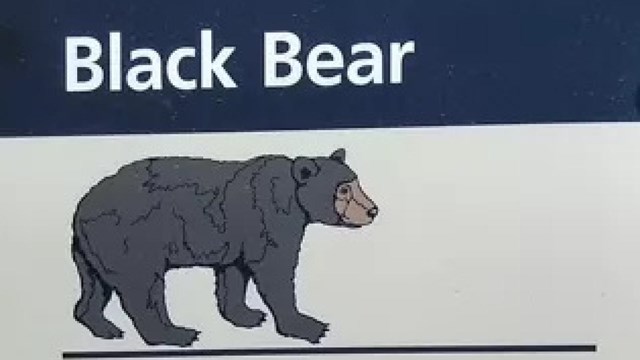 Image of a black bear