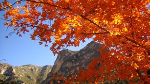 Fall colors report