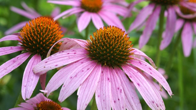 Purple cone wildflowers.