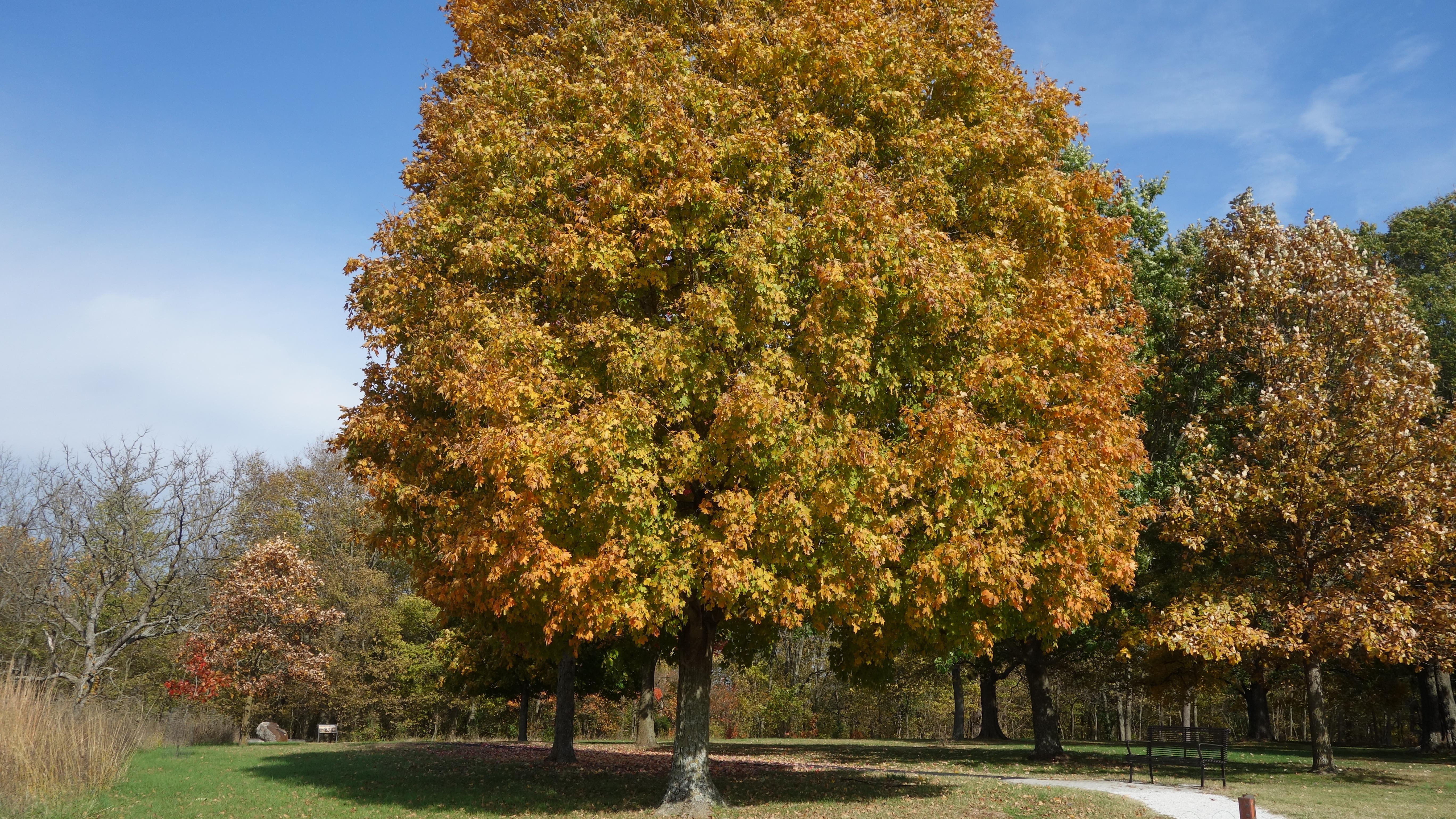 A large tree with various colors of brown, orange, and yellow leaves. 