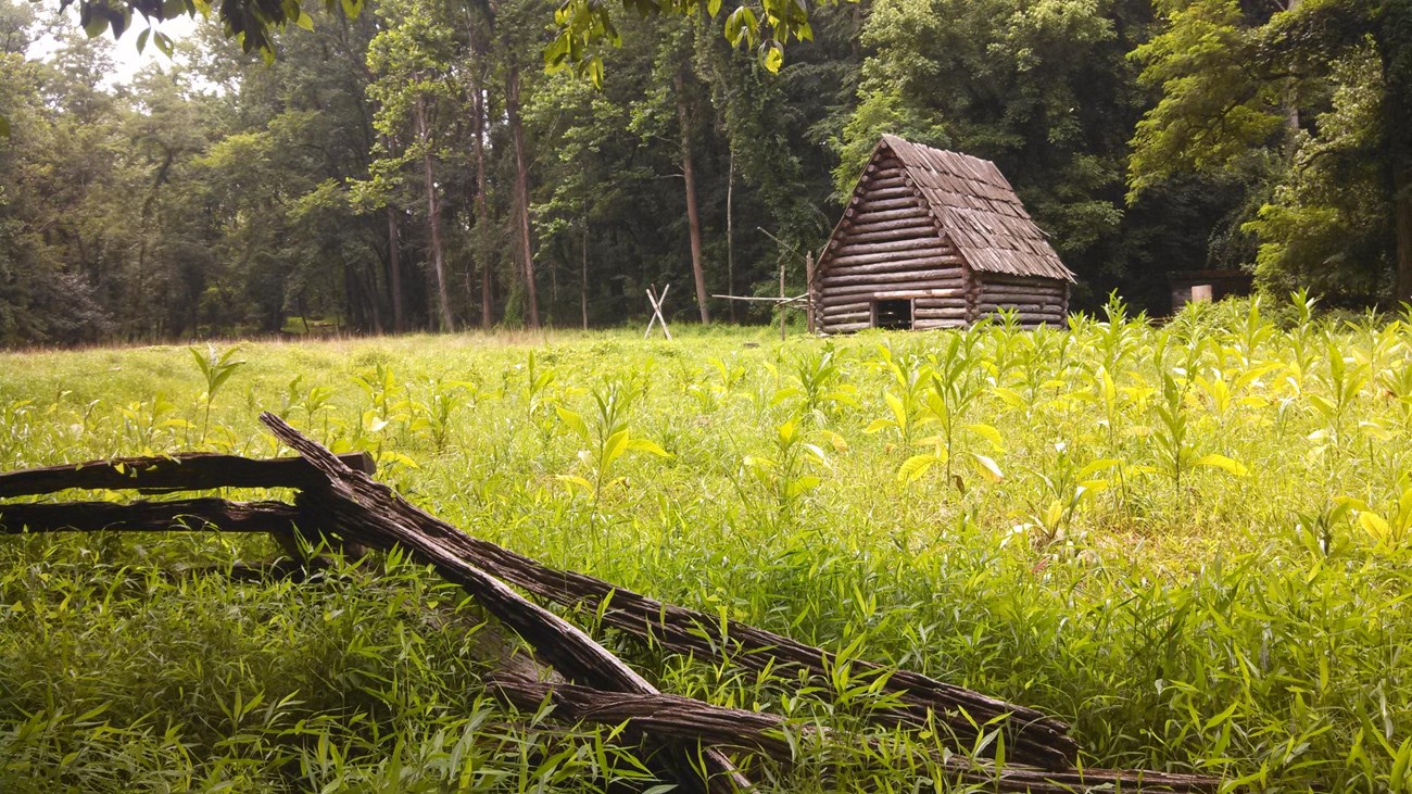 Tobacco barn and crops