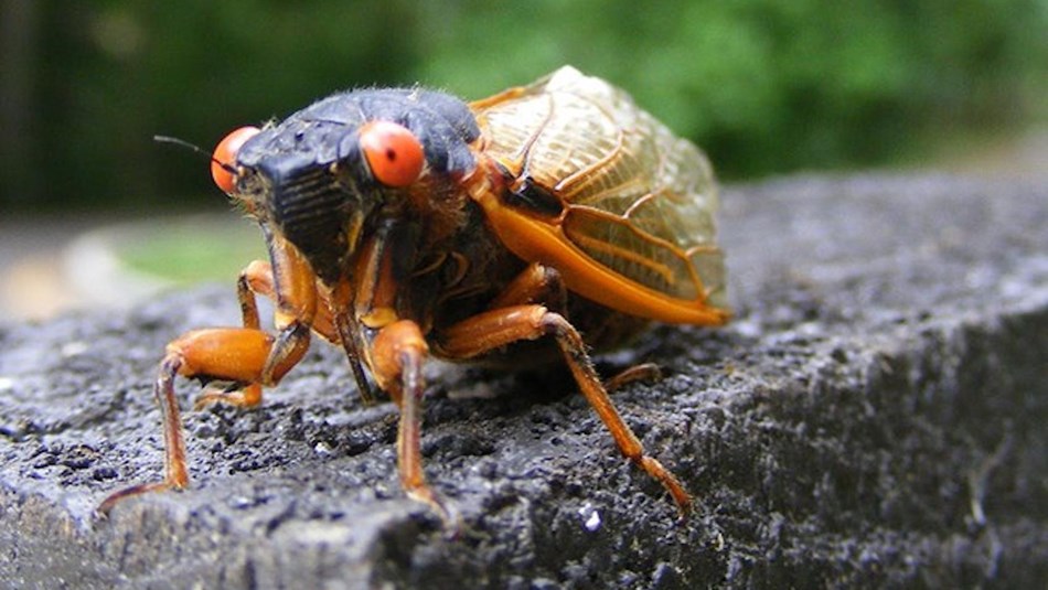 Brood X Periodical Cicadas Faq U S National Park Service