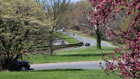 A parkway in the spring with flowers.