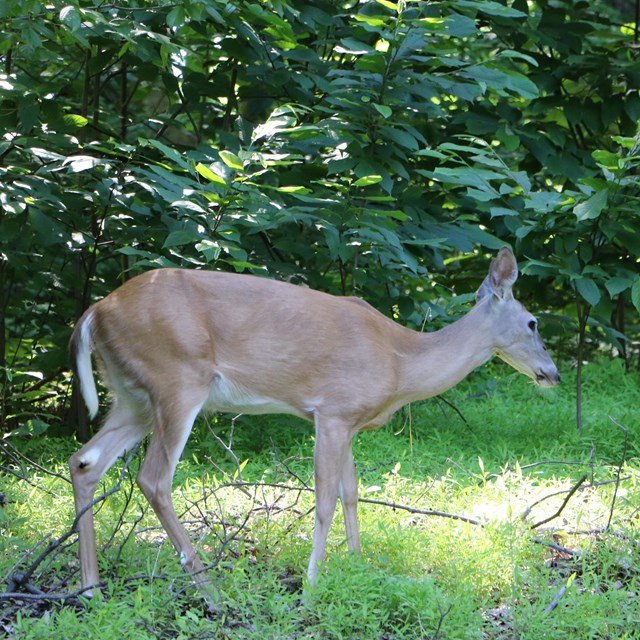 A deer in the woods.