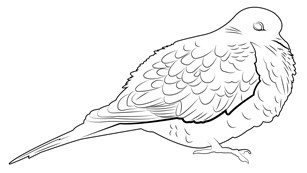 Black and white illustration of a Mourning Dove.