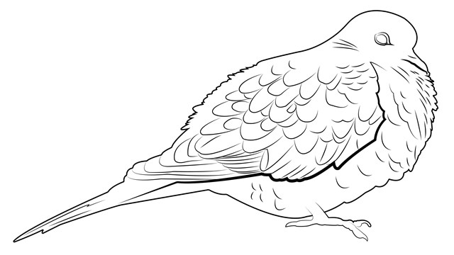 Black and white illustration of a Mourning Dove.
