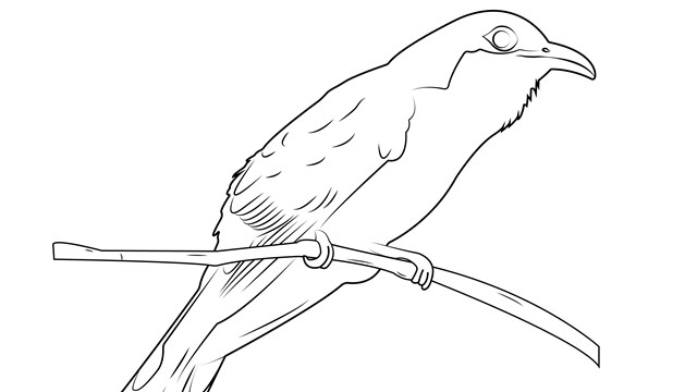 A black and white illustration of a Yellow-billed Cuckoo bird.