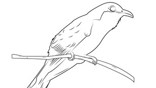 A black and white illustration of a Yellow-billed Cuckoo bird.