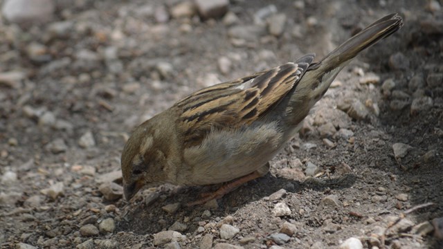 A female House Sparrow looking through the dirt and rocks for something.