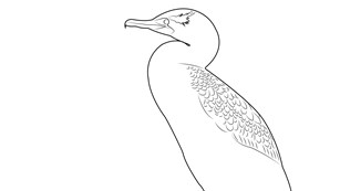 A black and white illustration of a Double-crested Cormorant