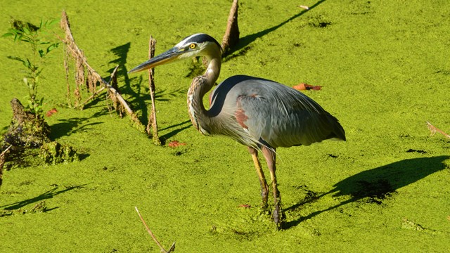 Great Blue Heron wading in water full of duckweed