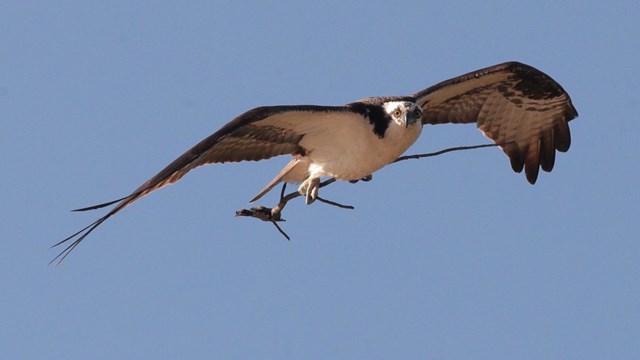 Osprey flying while carrying a branch