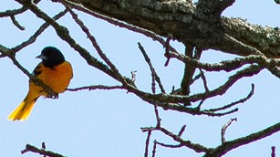 Baltimore Oriole sitting in a tree