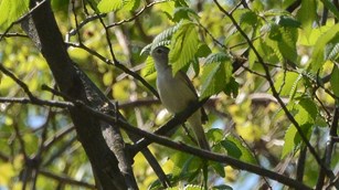 Photo of a Warbling Vireo in a tree on Virginius Island.