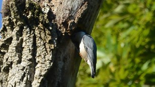 A White-breasted Nuthatch on Virginius Island with its head in a tree looking for food.