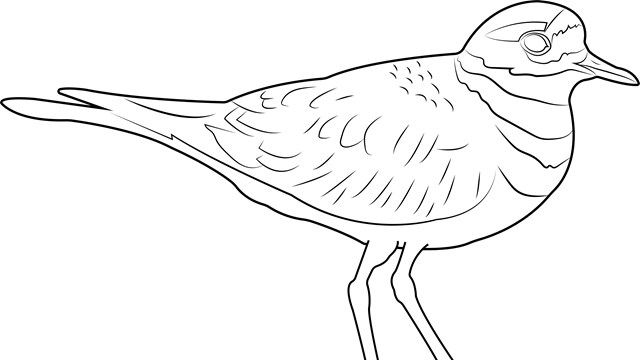 A black and white illustration of a Killdeer.