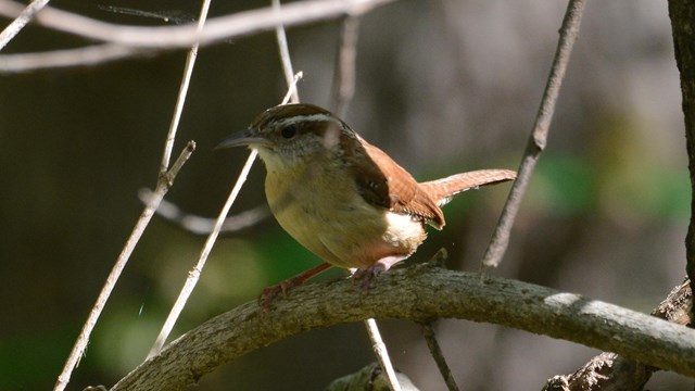 A Carolina Wren perched on a branch on Virginius Island.