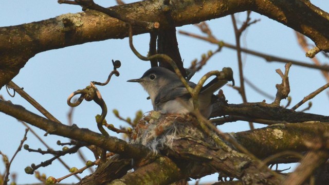 Blue-Gray Gnatcatcher sitting in its nest in a tree on Schoolhouse Ridge North.