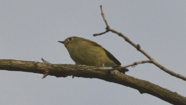 Ruby-crowned Kinglet sitting on a tree branch.They are known for the ruby colored spot on their head