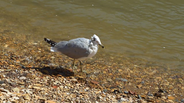 A Ring-billed Gull walking along the Shenandoah River.