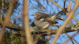 Gray colored Northern Mockingbird sitting on a branch at Schoolhouse Ridge North.
