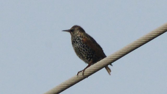 European Starling sitting on a rope. This bird is brown with a black belly and white spots.